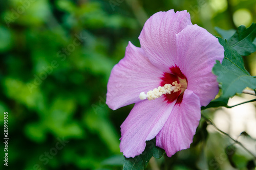Flower of hibiscus (Hibiscus rose sinensis) on green leaves natural background. Karkade tropical garden. © Flower_Garden