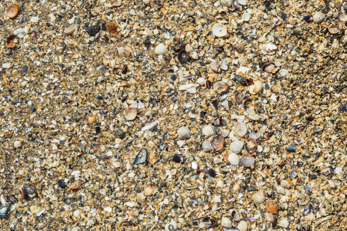 sea shells on the beach as background or textures