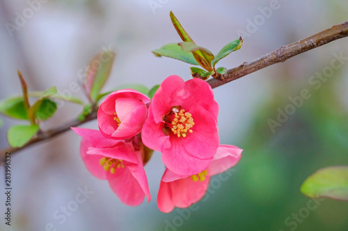 Flowering tree branch Close-up