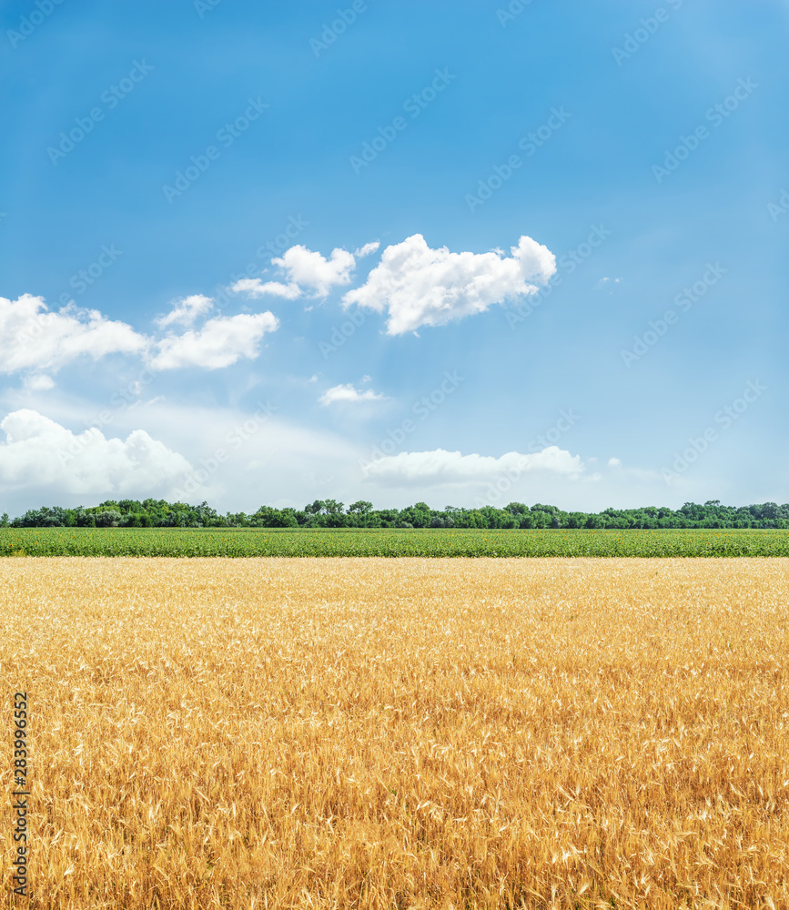 agriculture golden color field and blue sky with clouds agriculture golden color field and blue sky with clouds