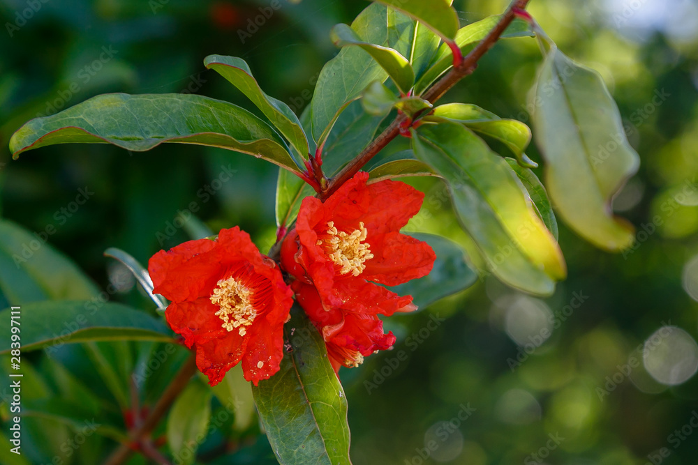 Pomegranate flowers on branch Pomegranate flowers on branch