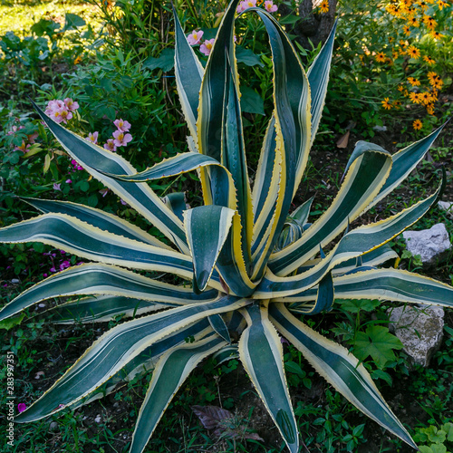 Agave in landscape design. Agave in the garden.