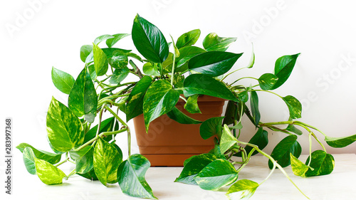 Golden pothos or Epipremnum aureum on white table in the living room home and garden photo