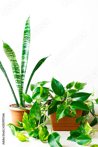 Golden pothos or Epipremnum aureum on white table in the living room home and garden