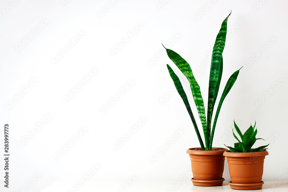 Golden pothos or Epipremnum aureum on white table in the living room home and garden Golden pothos or Epipremnum aureum on white table in the living room home and garden