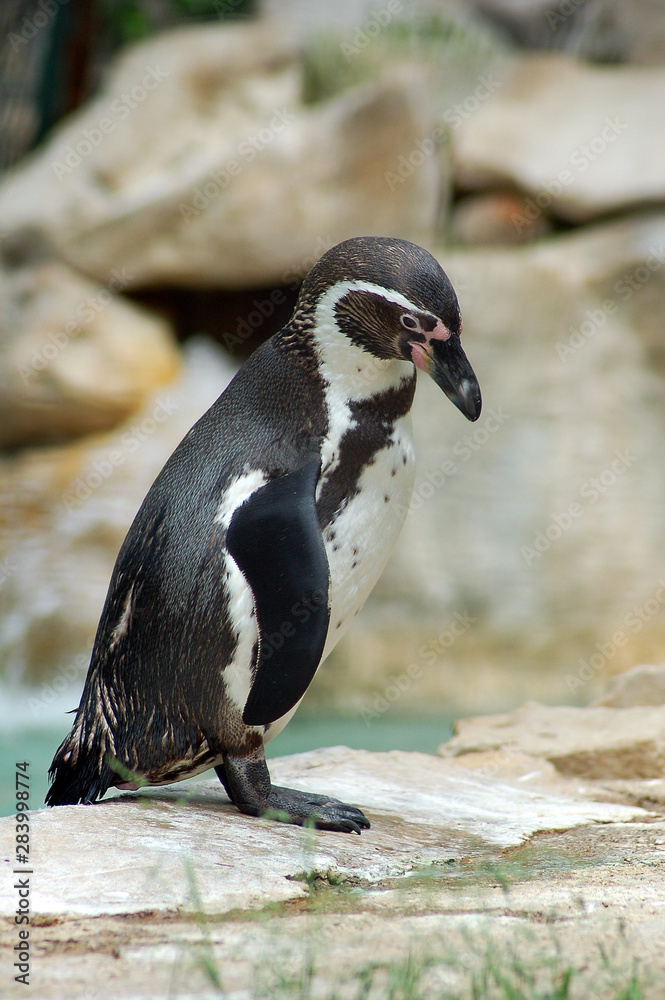 Naklejka premium Dive into or not dive, a dilemma on which this cute penguin seems to reflect, it is a specimen of the Humboldt species that lives along the coasts of South America, from Peru to Chile, in plumage alte
