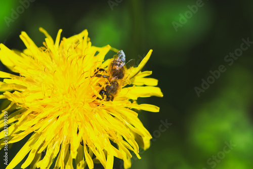 bee is collecting pollen of a yellow dandelion flower