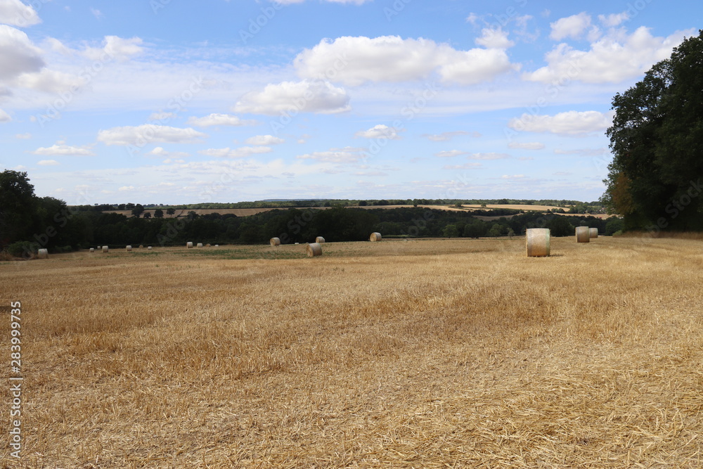 Fototapeta premium Champs en Bourgogne