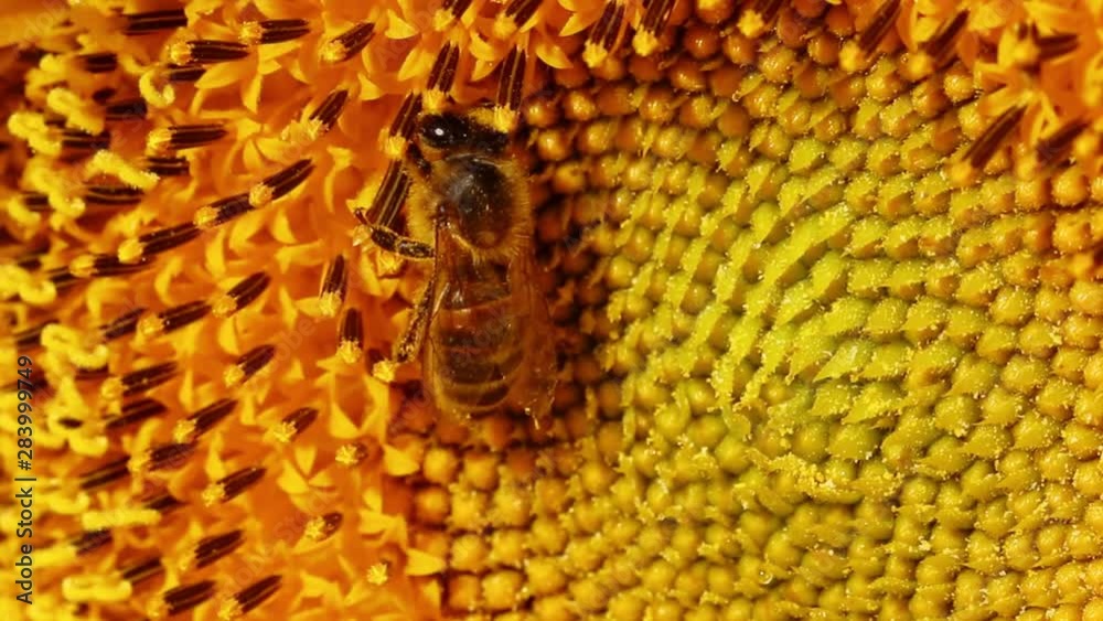 Abeilles butinants dans un champs de tournesols en slow motion 