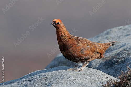 Red Grouse (Lagopus lagopus scotica) on large gritstone boulder