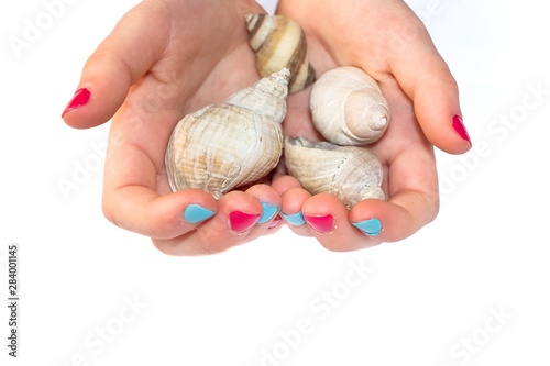 Child's hands holding seashells on plain white background
