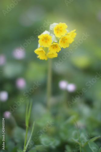 beautiful primrose in green meadow in blurry mystical morning, outdoor