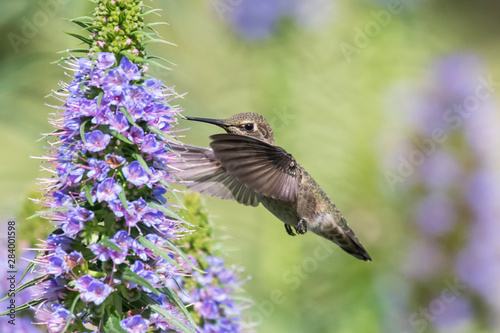 Original wildlife photograph of a hummingbird in flight feeding from a purple Pride of Madeira blossom