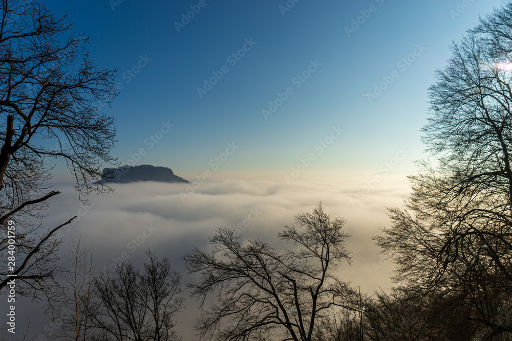 Fototapeta premium tree in fog