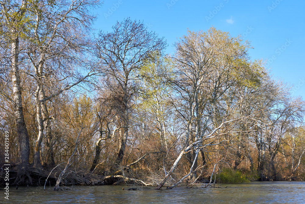 Riverbank of calm Danube river with green trees in early spring Riverbank of calm Danube river with green trees in early spring