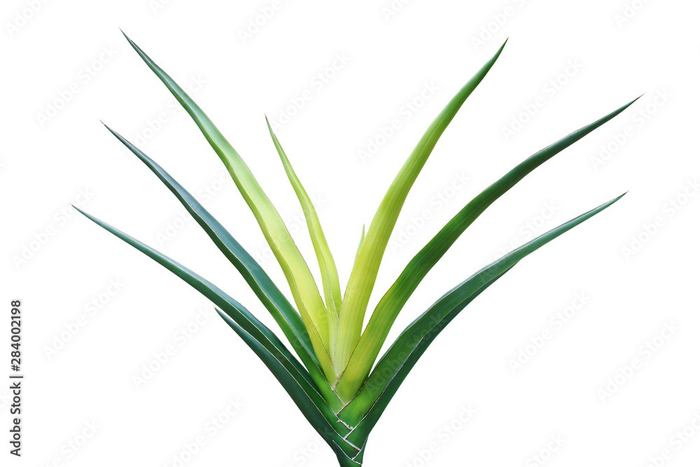 Gemsbok Horn, Sansevieria pearsonii Plant Isolated on White Background