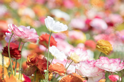 Original photograph of bright colored Ranunculus flowers growing in a field of flowers