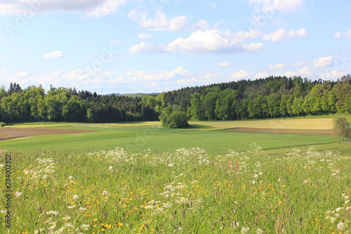Countryside and fields of volketswil on a sunny summer day