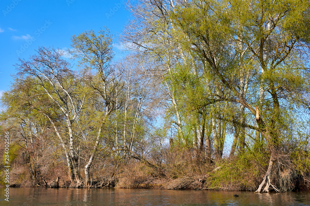 Fototapeta premium Riverbank of calm Danube river with green trees in early spring