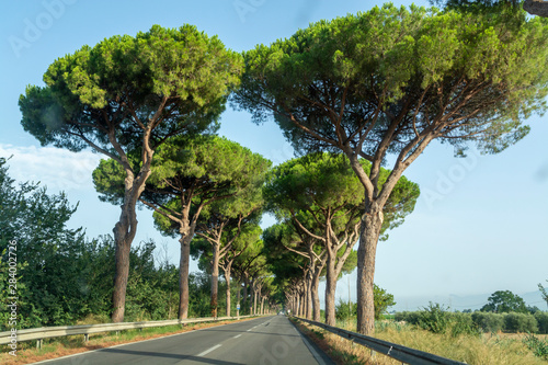 Scenic driving on new via Appia road S7 with high green  mediterranean pine trees connected Rome, Latina and Terracina photo