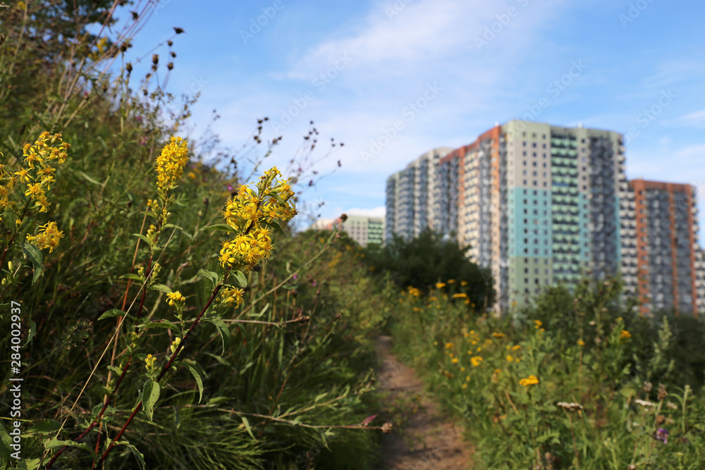 Green city, view to the residential district from the hill, overgrown with grass and wild flowers of goldenrod. Concept of eco-friendly area, surrounding medium, suburban landscape