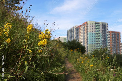 Green city, view to the residential district from the hill, overgrown with grass and wild flowers of goldenrod. Concept of eco-friendly area, surrounding medium, suburban landscape