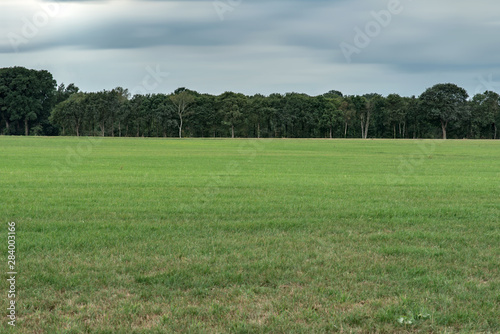 Meadow with trees on horizon under cloudy sky. Long exposure shot.