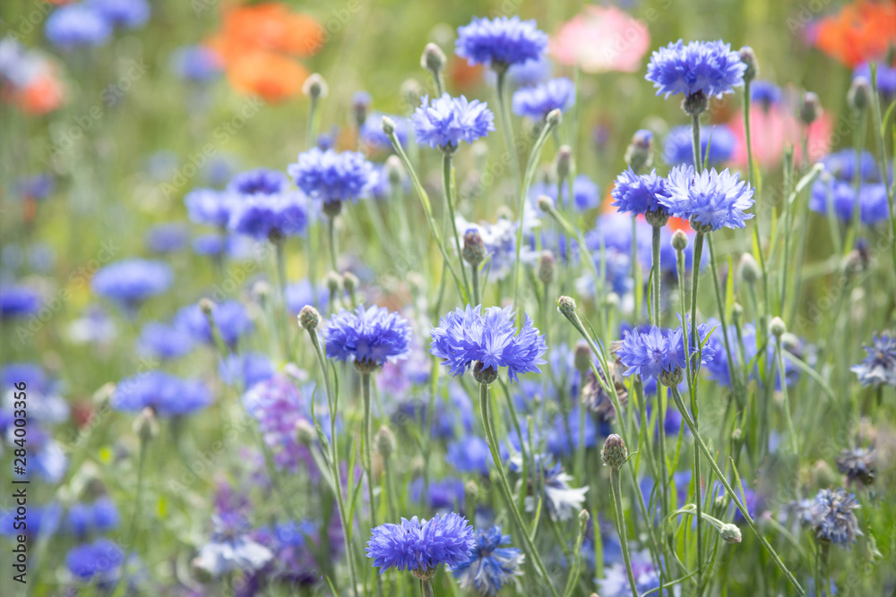 Original photograph of blue Bachelor Button flowers growing in a field of wildflowers Original photograph of blue Bachelor Button flowers growing in a field of wildflowers