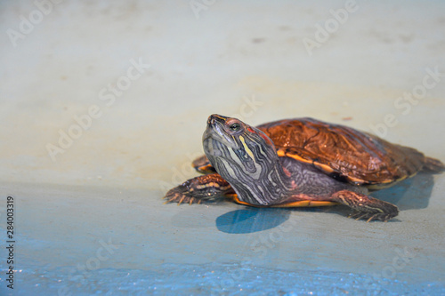 water turtle basking in the sun. Amphibian on the border of sand and water bathes in the sun.