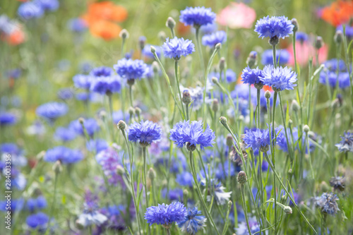 Original photograph of blue Bachelor Button flowers growing in a field of wildflowers