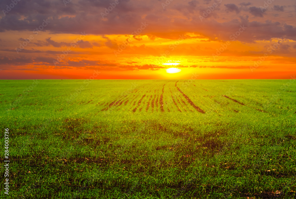 green rural field at the red dramatic sunset, countryside agricultural background