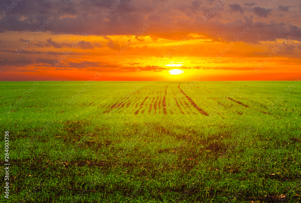 Fototapeta premium green rural field at the red dramatic sunset, countryside agricultural background