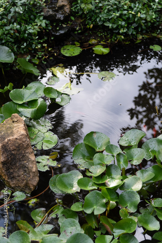 reflection of sky in lily pond