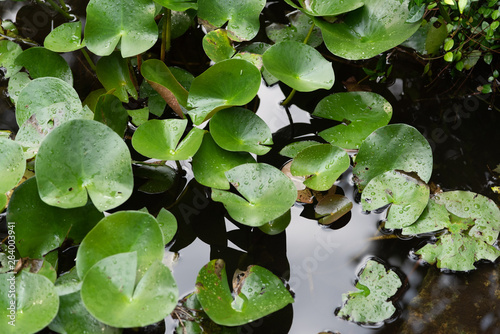 lilies in the pond