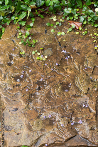 rock after the rain with vines