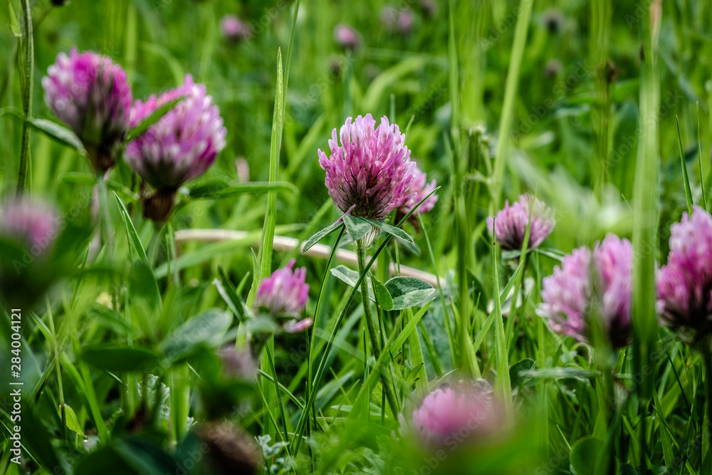 Field of red clover Field of red clover