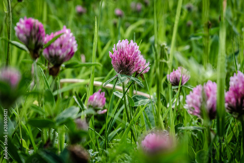 Field of red clover