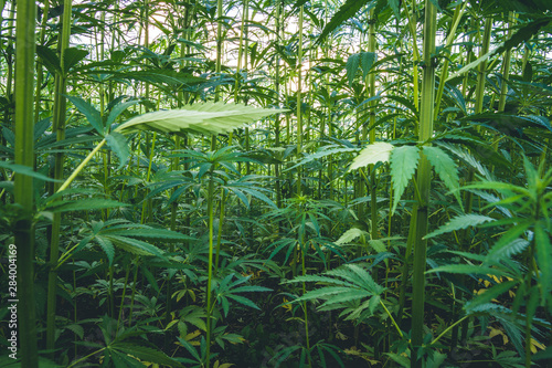 Slika na platnu Summer hemp field ready to harvest