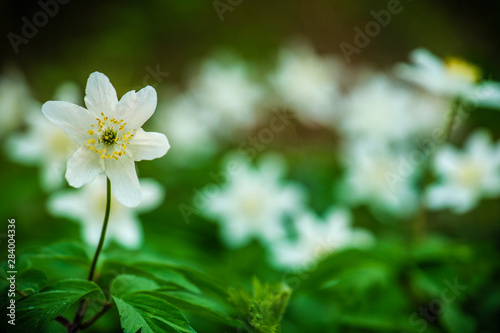 White Anemone flowers in early of spring