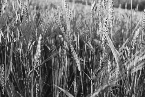 green ears of wheat, barley and rye growing in the field. Close-up. black and white