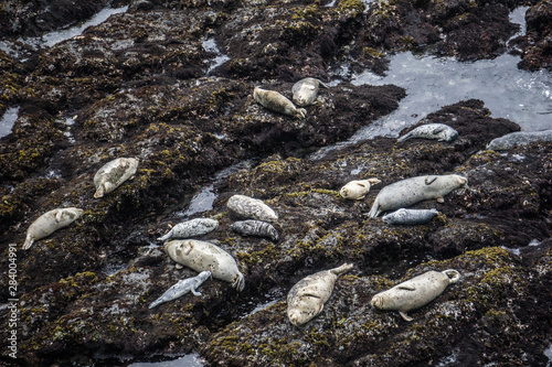 Seals on a rocky beach