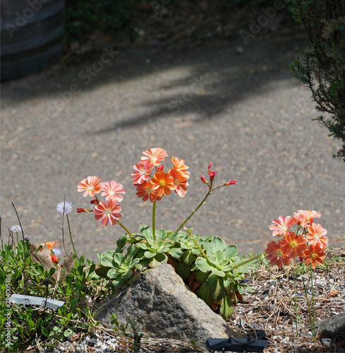 Orange sedum flowers blooming