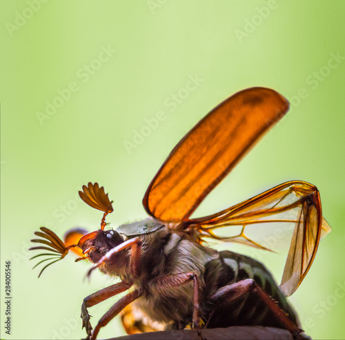 Fotografia cockchafer