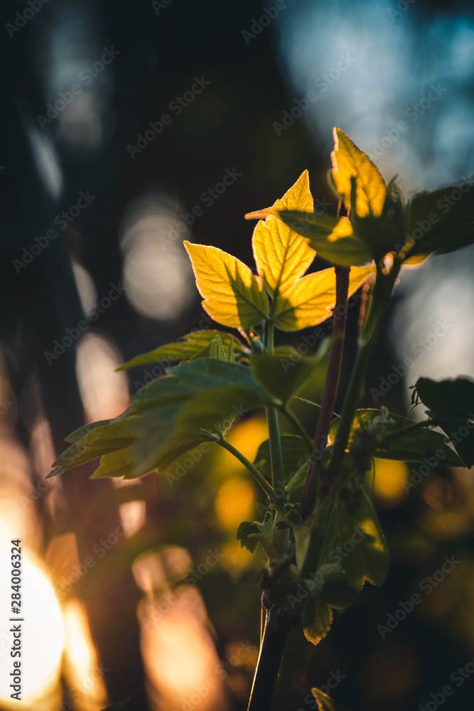 autumn leaves on black background