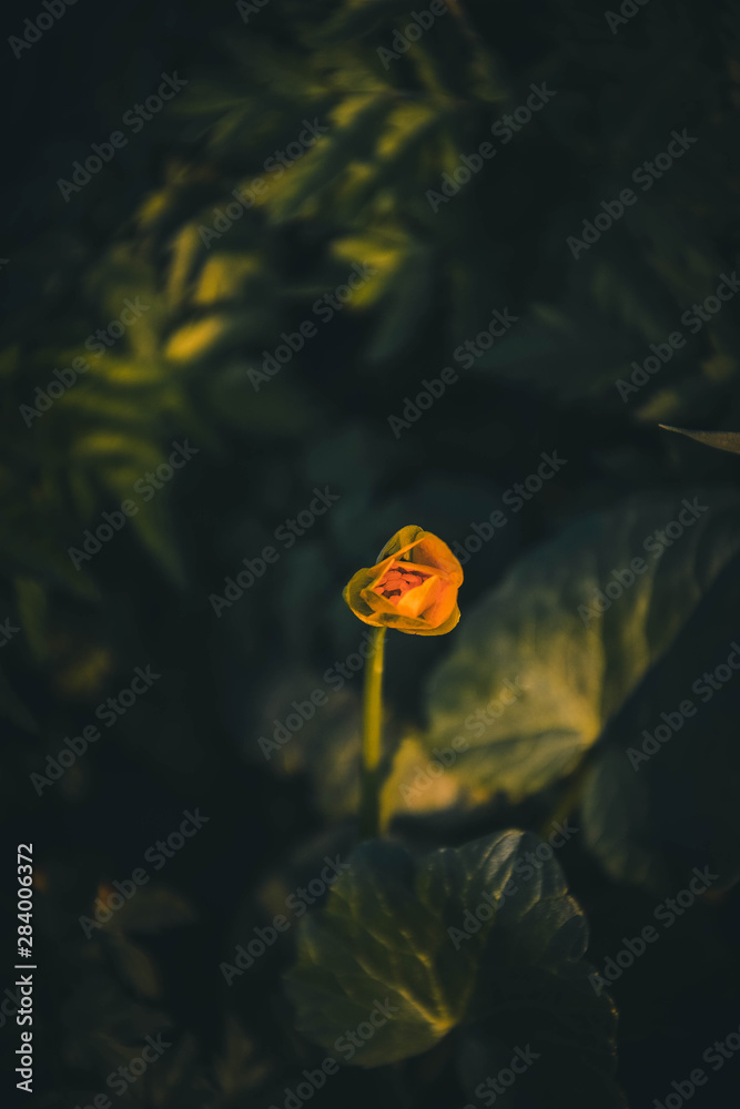 flower