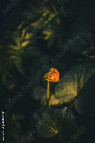 Obraz na płótnie flower w salonie