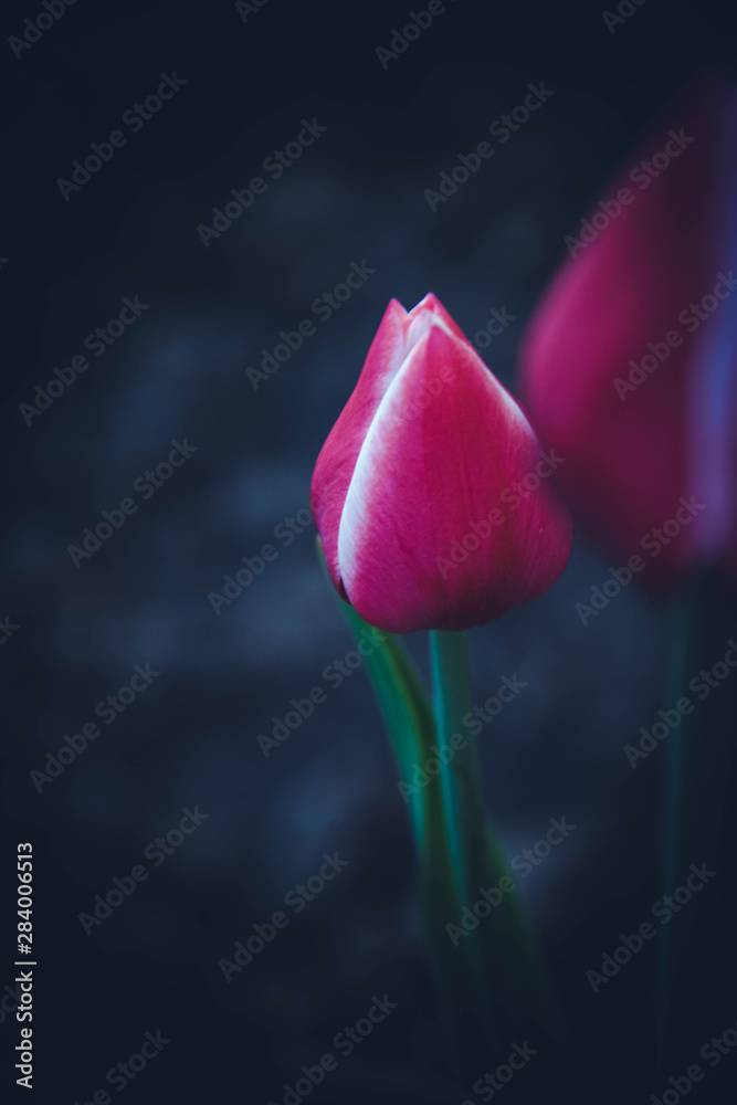 tulip on black background