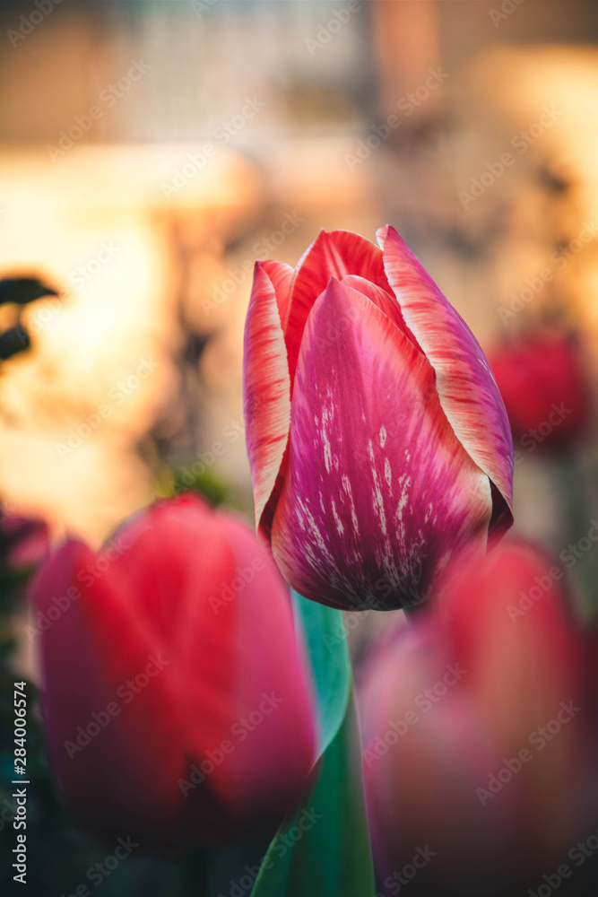 tulips in bloom