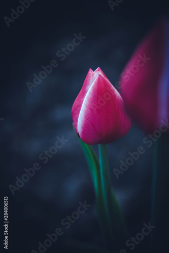 Obraz na płótnie tulip on black background w salonie