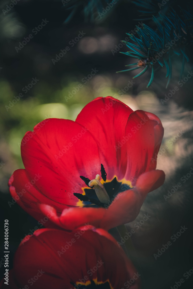 red tulip in the garden